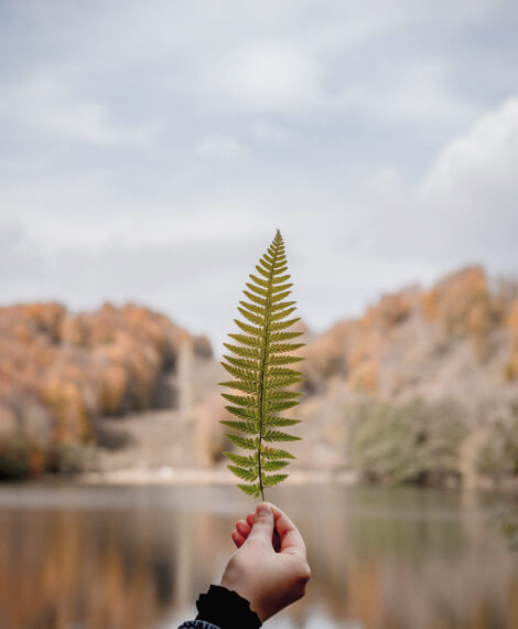 Home leaf.jpg